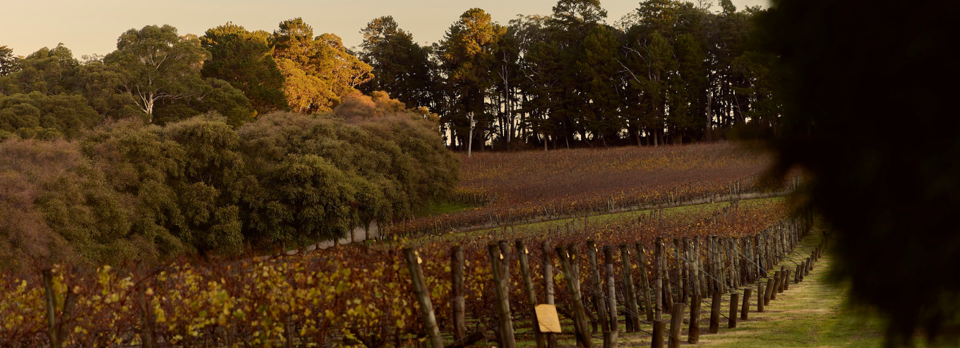 Lindenderry Estate vineyards